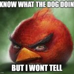 When the bird gets mad (FIRST POST ON THIS TEMPLATE) | I KNOW WHAT THE DOG DOING; BUT I WONT TELL | image tagged in realistic angrybird | made w/ Imgflip meme maker