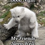bear | Good Night; My Friends
Sleep Well | image tagged in bear | made w/ Imgflip meme maker