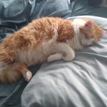 Cat on pillow