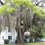 Spanish moss