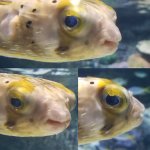 puffer fish is judging