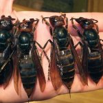 murder hornets