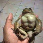 Buff frog