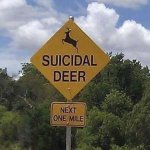 Suicidal Deer