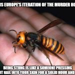 IT HAZ THE STINGZ | THIS IS EUROPE'S ITERATION OF THE MURDER HORNET; BEING STUNG IS LIKE A SOMEONE PRESSING RED-HOT NAIL INTO YOUR SKIN FOR A SOLID HOUR AND A HALF. | image tagged in haz the sting,red hot nail | made w/ Imgflip meme maker