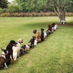 Dogs lined up to pee