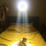 Divine favor | WHEN GOD SEEMS TO LOVE YOUR CAT MORE THAN YOU | image tagged in chosen one cat,dank,christian,memes,r/dankchristianmemes | made w/ Imgflip meme maker