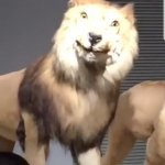 Leo the confused Lion