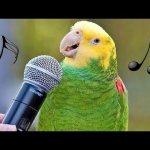 sing bird