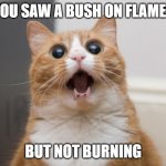 The Burning Bush | YOU SAW A BUSH ON FLAMES; BUT NOT BURNING | image tagged in amazed cat,the bible | made w/ Imgflip meme maker