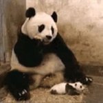 Sneeze panda GIF Template