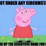 Peppa Pig Providing Pears Potentially Protecting Prolonged Prophecies | DO NOT UNDER ANY CIRCUMSTANCE; LOOK UP THE SCIENTIFIC NAME FOR PIG | image tagged in peppa pig | made w/ Imgflip meme maker
