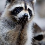 O_O | Me When I Get Bored | image tagged in surprised raccoon,raccoon | made w/ Imgflip meme maker