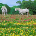 unicorns in a field of flowers template