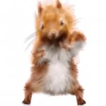dancing squirrel GIF Template
