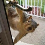Did someone say | DID SOMEONE SAY; YOGA PANTS & LEGGINGS | image tagged in squirrel,yoga pants | made w/ Imgflip meme maker
