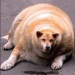 Fat doge
