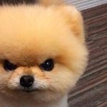 Cute angry dog