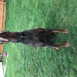 Dobermann