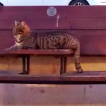 Cat on a bench