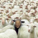 Biden sheep