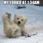 Help I've fallen and I can't get up | MY YORKIE AT 1:34AM | image tagged in help i've fallen and i can't get up | made w/ Imgflip meme maker