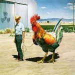 Big Cock