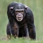 Chimpanzee template