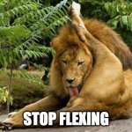 Stop flexing | STOP FLEXING | image tagged in lion licking balls | made w/ Imgflip meme maker