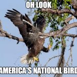 America's national bird | OH LOOK; AMERICA'S NATIONAL BIRD | image tagged in bald eagle crash | made w/ Imgflip meme maker