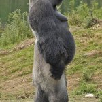 ape