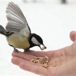 feeding the birds template
