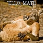 use this to respond 2 ya mates | 'ELLO, MATE | image tagged in chillin kangaroo | made w/ Imgflip meme maker