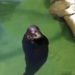 Serenity Seal GIF Template