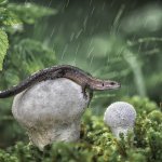 Rain lizard