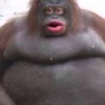 Monke | MMM; MONKE | image tagged in monke | made w/ Imgflip meme maker