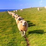 Sheep walking in line template