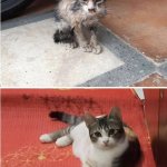 Street cat before and after being rescued