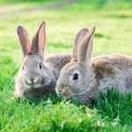 Two rabbits meme