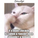 Roostess? | If a male chicken is called a rooster, then shouldn't a female chicken be called a roostess? | image tagged in deep-thoughts-by-smudge,rooster,memes,dank,barney will eat all of your delectable biscuits | made w/ Imgflip meme maker