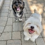 Laughing dogs