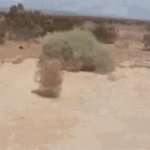 tumbleweed GIF Template