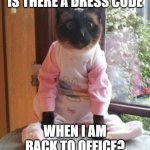 Back to office | IS THERE A DRESS CODE WHEN I AM BACK TO OFFICE? | image tagged in cats pajamas | made w/ Imgflip meme maker