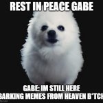Gabe the dog | REST IN PEACE GABE; GABE: IM STILL HERE BARKING MEMES FROM HEAVEN B*TCH | image tagged in gabe the dog | made w/ Imgflip meme maker