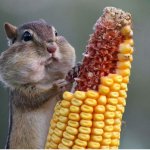 chipmunk and corn