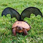 Bat Turtle meme
