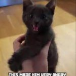 Angry artyom (life of Boris cat)