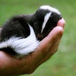 Baby skunk