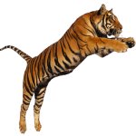 TKing Tiger