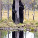 Bear behind tree